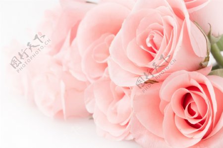 美丽的粉色玫瑰花