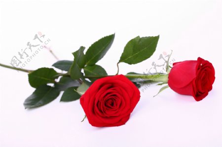 两朵美丽的玫瑰花