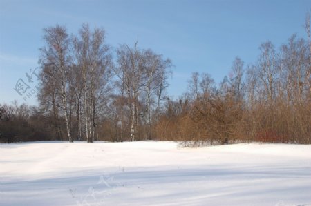 树林与雪地