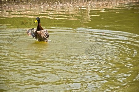 戏水的野鸭图片