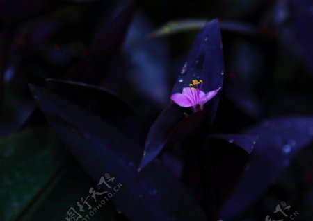 紫色紫竹梅图片
