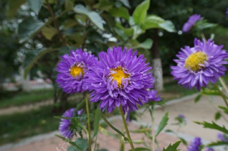 鲜艳紫色菊花图片