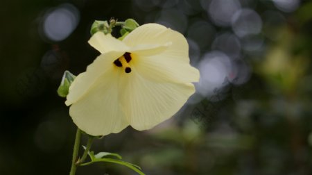 鲜艳黄色蜀葵花图片