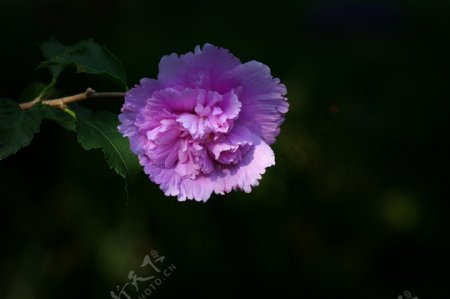 紫色木槿花风景图片