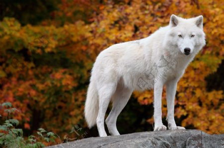 站在岩石上的白狼高清摄影图片