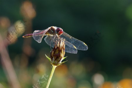 美丽的蜻蜓图片