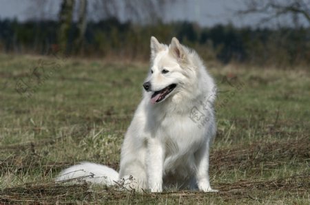 草地上白色宠物狗