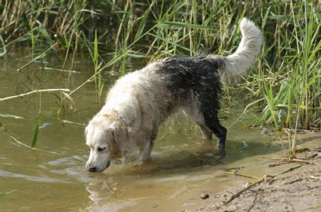 水里的白狗