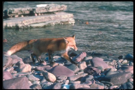 河边的狐狸