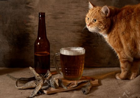 偷啤酒的小猫