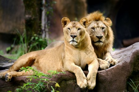 两只狮子