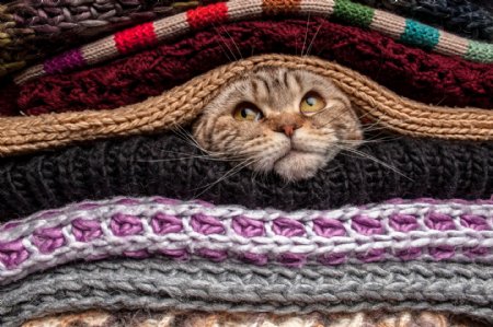 毛衣里的小猫