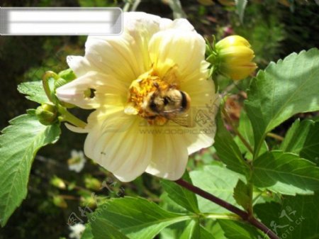 蜜蜂与鲜花