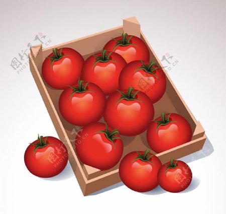 西红柿矢量