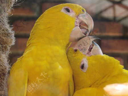 可爱黄鹦鹉图片
