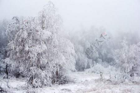 冬天雪地树林图片