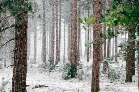 唯美冬天树林风景图片