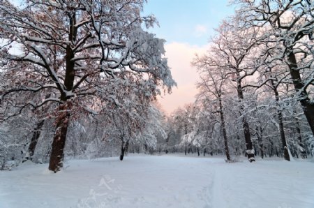 美丽树林雪地风景
