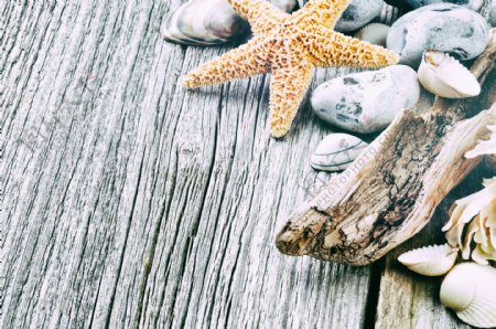 木板上的海星与贝壳