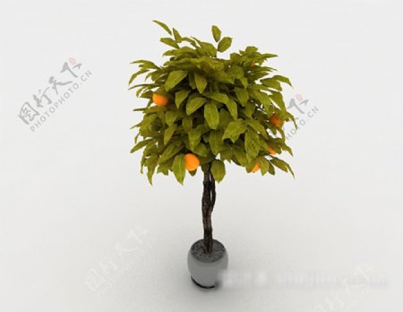 金桔盆栽3d模型下载