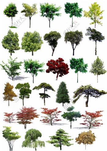 素材树景观效果图图片