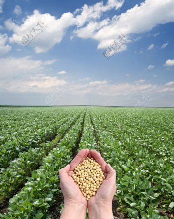 田地里手捧的大豆