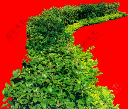 灌木植物贴图素材建筑装饰JPG1914