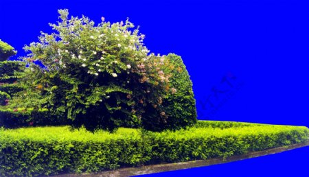 灌木植物贴图素材建筑装饰JPG2025