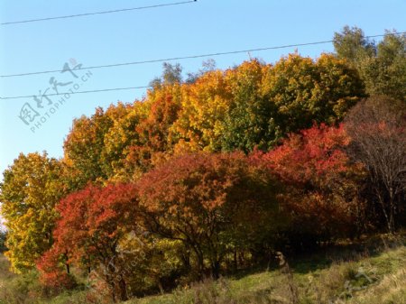秋天美丽枫树林背景图片