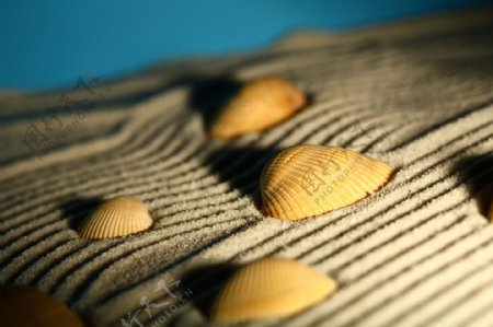 沙纹与贝壳图片