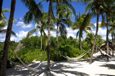 美丽的热带椰子树风景图片