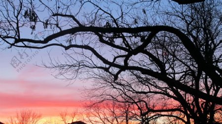 唯美夕阳下枯树风景图片