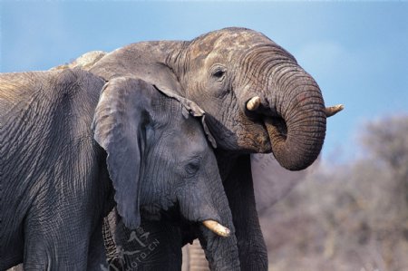 两只大象
