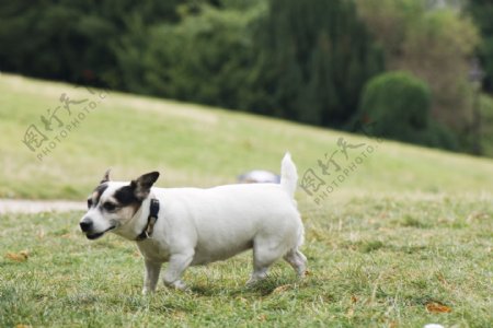 草地上的宠物狗