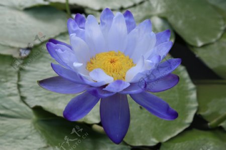 蓝色的莲花