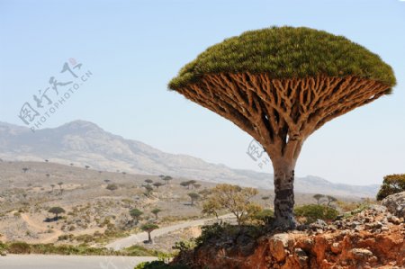 非洲植物树木