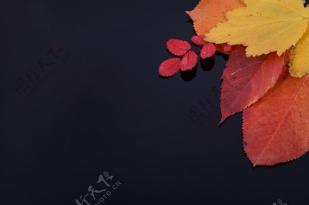 秋天红叶摄影