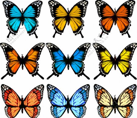 蝴蝶设计图