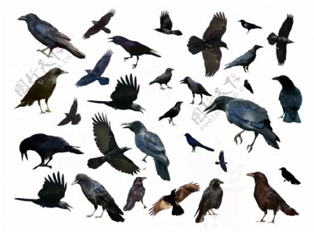 多种鸟图片