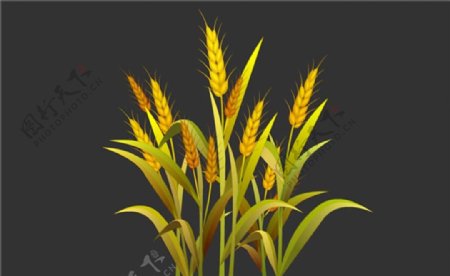 金黄色燕麦植物flash动画