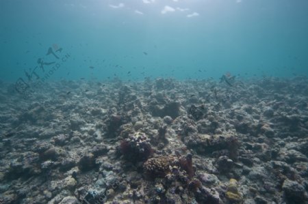 珊瑚礁与鱼类摄影