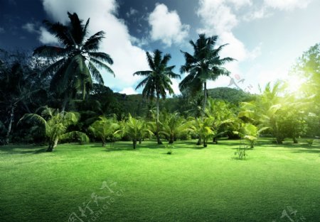 椰树林风景