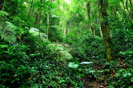 热带雨林风景摄影
