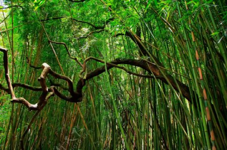 竹林风景摄影