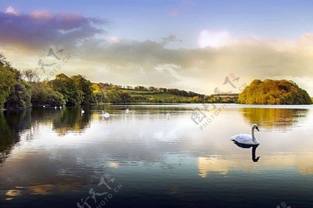 湖面上的白天鹅
