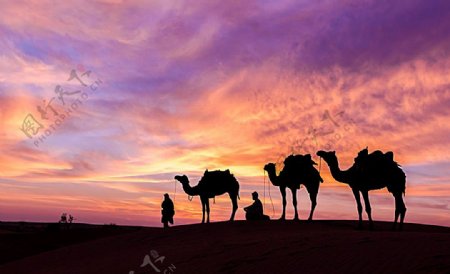 霞光骆驼沙漠