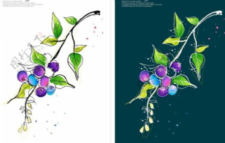 蓝莓插画图片