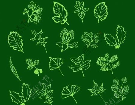 手绘线框式各种植物树叶Photoshop笔刷素材