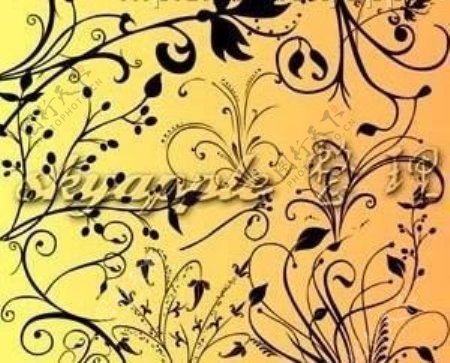 漂亮的植物花纹照片美图背景边框饰品PS笔刷.70