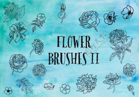 漂亮的手绘鲜花线框式花朵PS笔刷下载